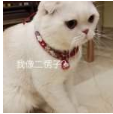 抖音会说话的刘二豆 最火猫咪高清无水印表情包分享！