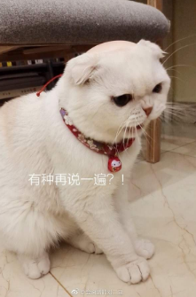 抖音会说话的刘二豆 最火猫咪高清无水印表情包分享！