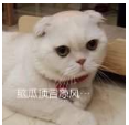 抖音会说话的刘二豆 最火猫咪高清无水印表情包分享！