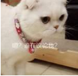 抖音会说话的刘二豆 最火猫咪高清无水印表情包分享！