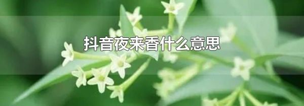 抖音夜来香什么意思