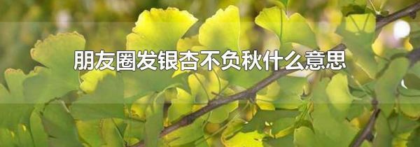 朋友圈发银杏不负秋什么意思