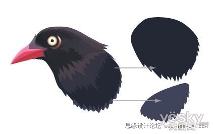 IllustratorCS6用色阶画法精细设计鸟类插画